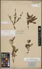 Foto von Salix arbuscula L. x Salix phylicifolia L.